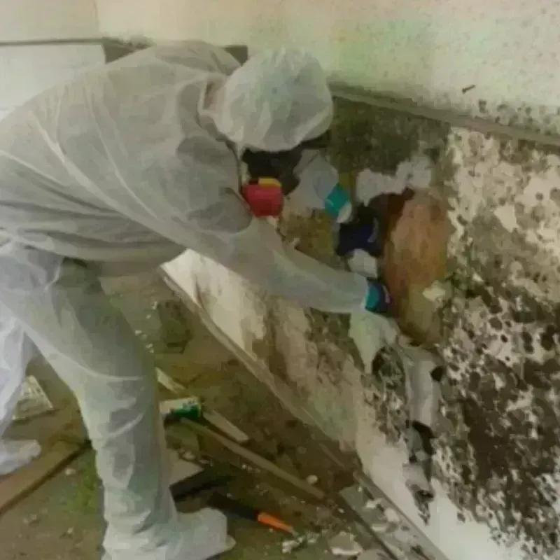 Mold Remediation and Removal in Metcalfe, MS